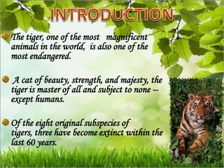 The tiger, one of the most magnificent
animals in the world, is also one of the
most endangered.

 A cat of beauty, strength, and majesty, the
tiger is master of all and subject to none --
except humans.

Of the eight original subspecies of
tigers, three have become extinct within the
last 60 years.
 