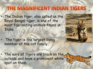 • The Indian tiger, also called as the
  Royal Bengal tiger, is one of the
  most fascinating animals found in
  India.

• The tiger is the largest living
  member of the cat family.

• The ears of tigers are black on the
  outside and have a prominent white
  spot on them.
 