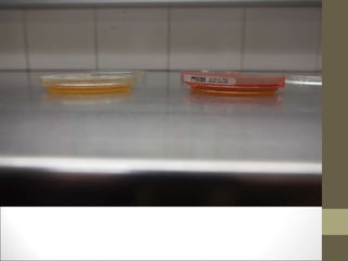 Quality Control in Aseptic Dispensing (1).ppt