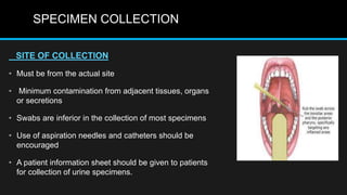 SPECIMEN COLLECTION
SITE OF COLLECTION
• Must be from the actual site
• Minimum contamination from adjacent tissues, organs
or secretions
• Swabs are inferior in the collection of most specimens
• Use of aspiration needles and catheters should be
encouraged
• A patient information sheet should be given to patients
for collection of urine specimens.
 