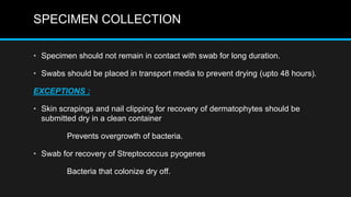 SPECIMEN COLLECTION
• Specimen should not remain in contact with swab for long duration.
• Swabs should be placed in transport media to prevent drying (upto 48 hours).
EXCEPTIONS :
• Skin scrapings and nail clipping for recovery of dermatophytes should be
submitted dry in a clean container
Prevents overgrowth of bacteria.
• Swab for recovery of Streptococcus pyogenes
Bacteria that colonize dry off.
 