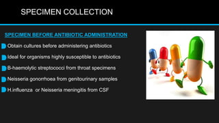 SPECIMEN COLLECTION
SPECIMEN BEFORE ANTIBIOTIC ADMINISTRATION
Obtain cultures before administering antibiotics
Ideal for organisms highly susceptible to antibiotics
B-haemolytic streptococci from throat specimens
Neisseria gonorrhoea from genitourinary samples
H.influenza or Neisseria meningitis from CSF
 
