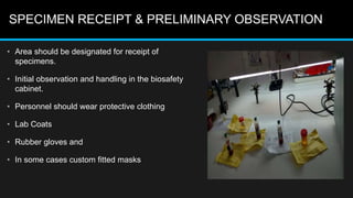 SPECIMEN RECEIPT & PRELIMINARY OBSERVATION
• Area should be designated for receipt of
specimens.
• Initial observation and handling in the biosafety
cabinet.
• Personnel should wear protective clothing
• Lab Coats
• Rubber gloves and
• In some cases custom fitted masks
 