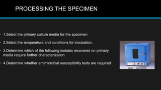 PROCESSING THE SPECIMEN
• 1.Select the primary culture media for the specimen
• 2.Select the temperature and conditions for incubation.
• 3.Determine which of the following isolates recovered on primary
media require further characterization
• 4.Determine whether antimicrobial susceptibility tests are required
 