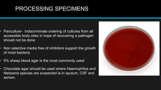 PROCESSING SPECIMENS
• Panculture- Indiscriminate ordering of cultures from all
accessible body sites in hope of recovering a pathogen
should not be done
• Non selective media free of inhibitors support the growth
of most bacteria
• 5% sheep blood agar is the most commonly used
• Chocolate agar should be used where Haemophilus and
Neisseria species are suspected ie.in sputum, CSF and
semen.
 