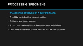 PROCESSING SPECIMENS
• TRANSFERING SPECIMEN ON A CULTURE PLATE:
• Should be carried out in a biosafety cabinet
• Rubber gloves should be worn
• Appropriate charts and instructions posted on a bulletin board
• Or included in the bench manual for those who are new to the lab.
 
