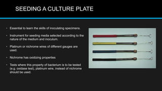 SEEDING A CULTURE PLATE
• Essential to learn the skills of inoculating specimens.
• Instrument for seeding media selected according to the
nature of the medium and inoculum.
• Platinum or nichrome wires of different gauges are
used.
• Nichrome has oxidizing properties
• Tests where this property of bacterium is to be tested
(e.g. oxidase test), platinum wire, instead of nichrome
should be used.
 