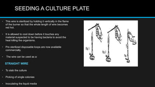 SEEDING A CULTURE PLATE
• This wire is sterilized by holding it vertically in the flame
of the burner so that the whole length of wire becomes
red hot.
• It is allowed to cool down before it touches any
material suspected to be having bacteria to avoid the
heat killing the organisms.
• Pre sterilized disposable loops are now available
commercially.
• The wire can be used as a:
STRAIGHT WIRE
• To stab the culture
• Picking of single colonies
• Inoculating the liquid media
 