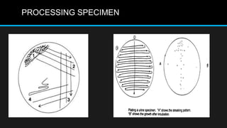 PROCESSING SPECIMEN
 