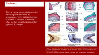 Continue..
1. There are some minor variations in the
microscopic charactersas, no
appearanceof cavity in the pith region
of stem in S. alata and S. paniculata
while cavities present in premedullary
region of S. chirayita.
Figure 1. Comparative Microscopic descriptors of three Swertia species Abbreviation: Stem - ct-cortex,
cu- cuticle, end- endodermis, epi-epidermis, pi-pith, wi-winged extension, xy-xylem,Ph-Phloem, St-
Seive tube, Cav-Cavity.
Leaf-Le-Lower epidermis, Ue-Upper epidermis,Cu-Cuticle, Mes. Par- Merophyll parenchymatous.
 