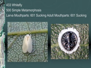 Insect Identification | PPTX