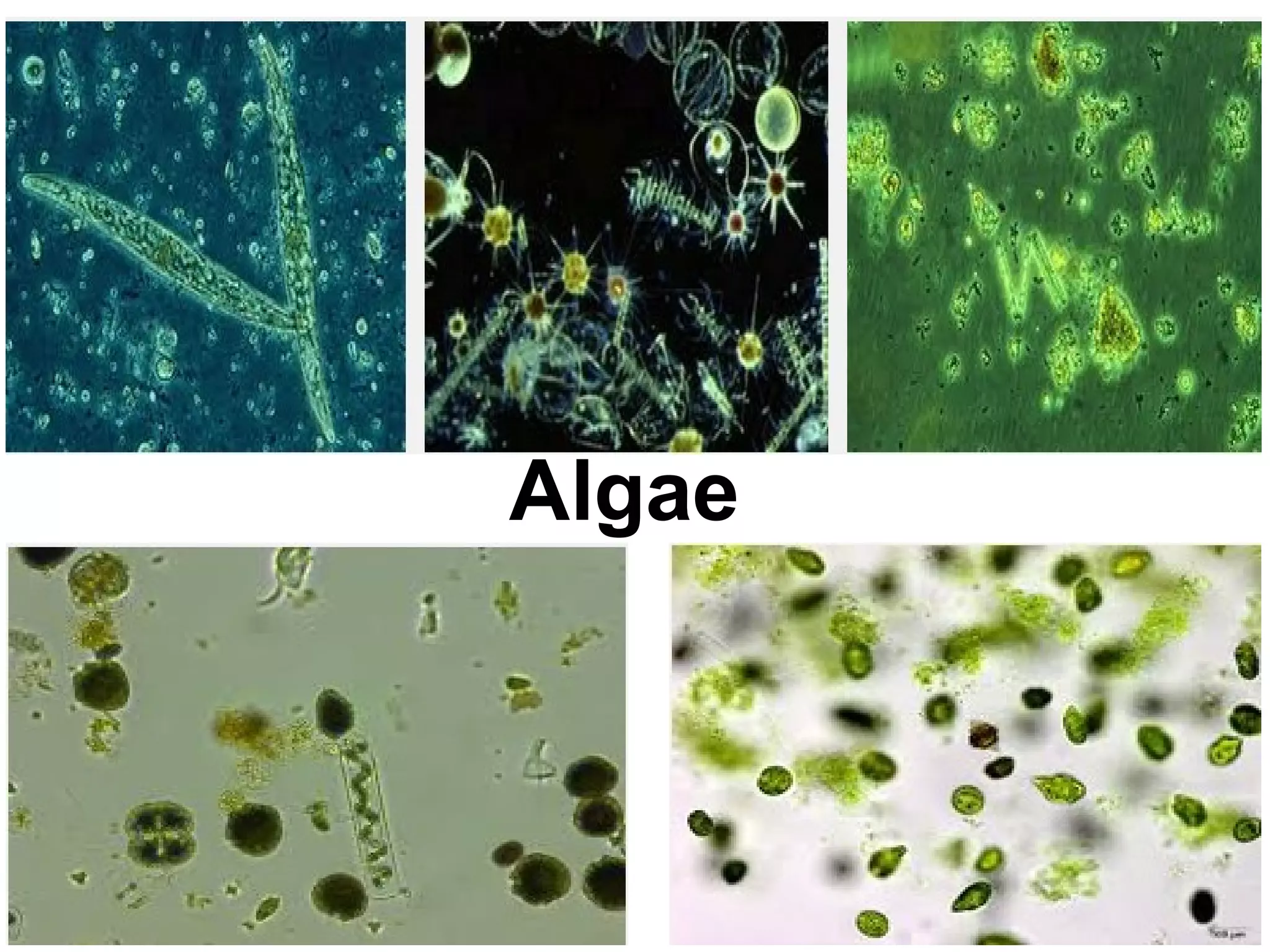 Algae
 