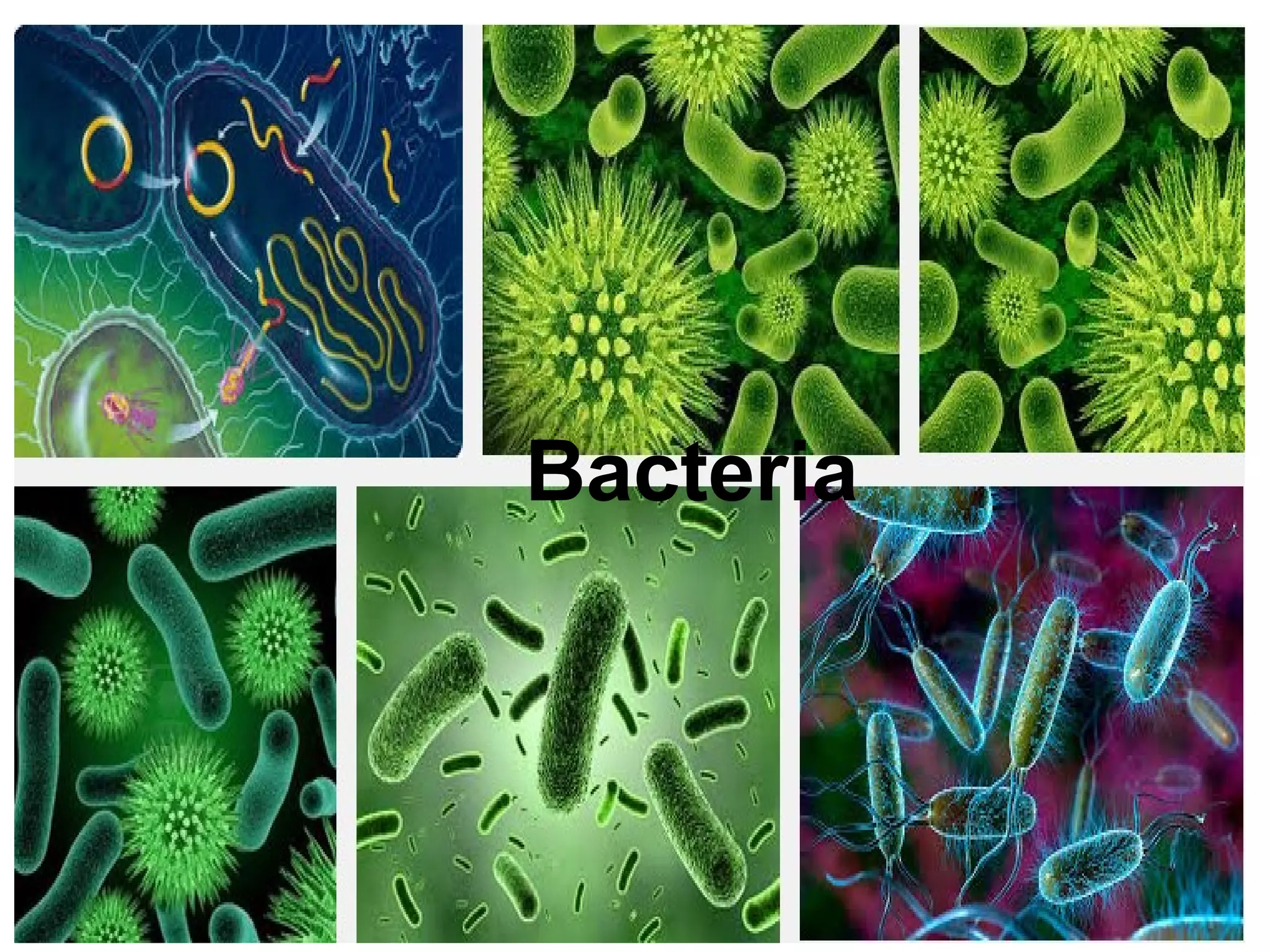 Bacteria
 