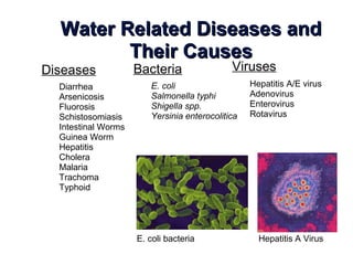 Water Related Diseases andWater Related Diseases and
Their CausesTheir Causes
Bacteria
• E. coli
• Salmonella typhi
• Shigella spp.
• Yersinia enterocolitica
Viruses
• Hepatitis A/E virus
• Adenovirus
• Enterovirus
• Rotavirus
E. coli bacteria Hepatitis A Virus
Diseases
• Diarrhea
• Arsenicosis
• Fluorosis
• Schistosomiasis
• Intestinal Worms
• Guinea Worm
• Hepatitis
• Cholera
• Malaria
• Trachoma
• Typhoid
 