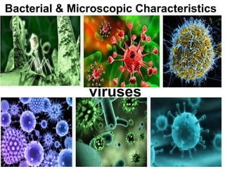 Bacterial & Microscopic Characteristics
viruses
 