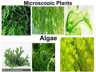 Microscopic Plants
Algae
 