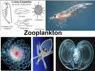 Zooplankton
 