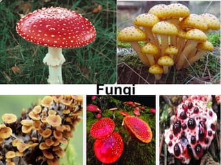 Fungi
 