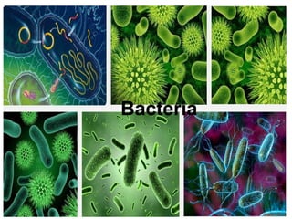Bacteria
 