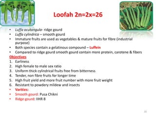 Loofah 2n=2x=26
• Luffa acutangula- ridge gourd
• Luffa cylindrica – smooth gourd
• Immature fruits are used as vegetables...