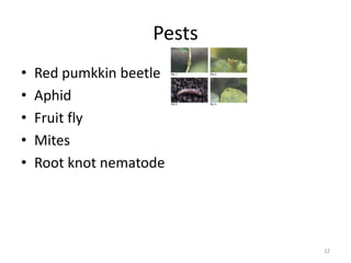 Pests
• Red pumkkin beetle
• Aphid
• Fruit fly
• Mites
• Root knot nematode
32
 