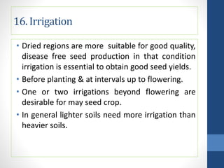 16. Irrigation
• Dried regions are more suitable for good quality,
disease free seed production in that condition
irrigation is essential to obtain good seed yields.
• Before planting & at intervals up to flowering.
• One or two irrigations beyond flowering are
desirable for may seed crop.
• In general lighter soils need more irrigation than
heavier soils.
 