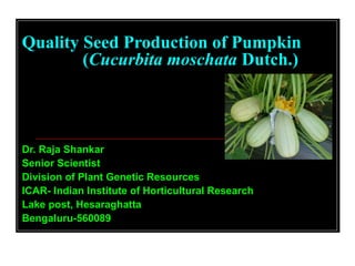 Quality Seed Production of Pumpkin
(Cucurbita moschata Dutch.)
Dr. Raja Shankar
Senior Scientist
Division of Plant Genetic Resources
ICAR- Indian Institute of Horticultural Research
Lake post, Hesaraghatta
Bengaluru-560089
 