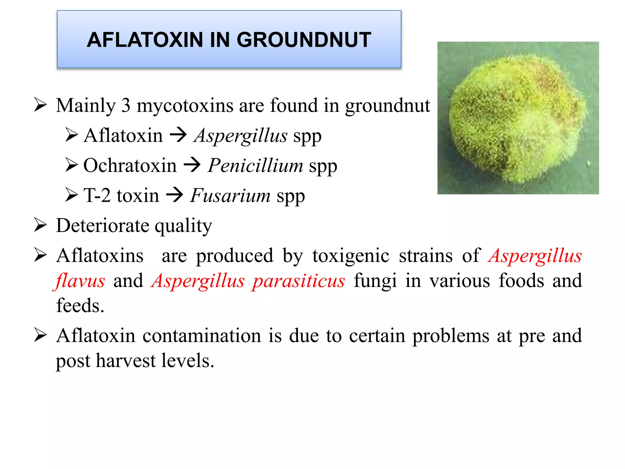  Mainly 3 mycotoxins are found in groundnut
Aflatoxin  Aspergillus spp
Ochratoxin  Penicillium spp
T-2 toxin  Fusarium spp
 Deteriorate quality
 Aflatoxins are produced by toxigenic strains of Aspergillus
flavus and Aspergillus parasiticus fungi in various foods and
feeds.
 Aflatoxin contamination is due to certain problems at pre and
post harvest levels.
AFLATOXIN IN GROUNDNUT
 