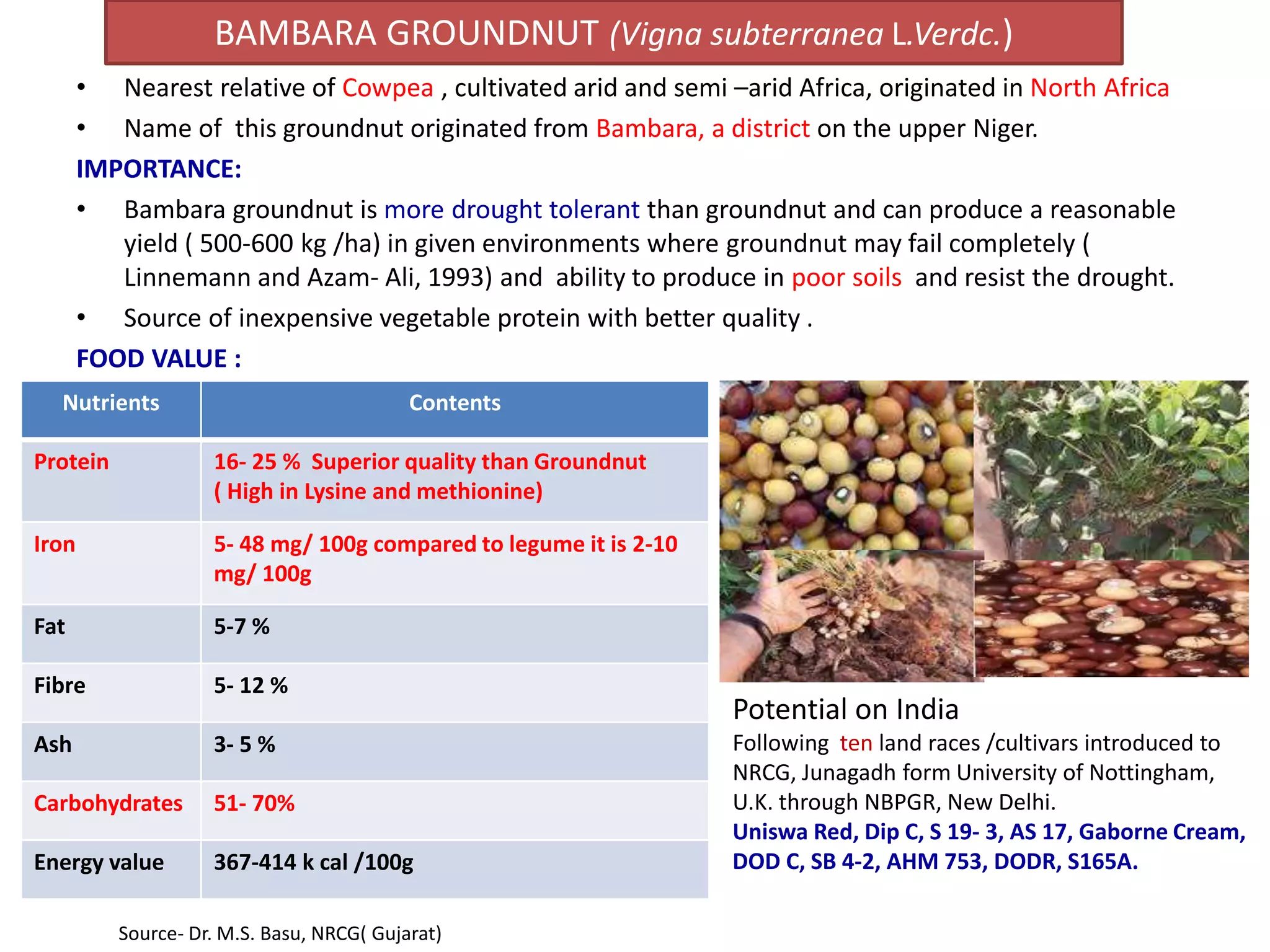 • Nearest relative of Cowpea , cultivated arid and semi –arid Africa, originated in North Africa
• Name of this groundnut originated from Bambara, a district on the upper Niger.
IMPORTANCE:
• Bambara groundnut is more drought tolerant than groundnut and can produce a reasonable
yield ( 500-600 kg /ha) in given environments where groundnut may fail completely (
Linnemann and Azam- Ali, 1993) and ability to produce in poor soils and resist the drought.
• Source of inexpensive vegetable protein with better quality .
FOOD VALUE :
Potential on India
Following ten land races /cultivars introduced to
NRCG, Junagadh form University of Nottingham,
U.K. through NBPGR, New Delhi.
Uniswa Red, Dip C, S 19- 3, AS 17, Gaborne Cream,
DOD C, SB 4-2, AHM 753, DODR, S165A.
Nutrients Contents
Protein 16- 25 % Superior quality than Groundnut
( High in Lysine and methionine)
Iron 5- 48 mg/ 100g compared to legume it is 2-10
mg/ 100g
Fat 5-7 %
Fibre 5- 12 %
Ash 3- 5 %
Carbohydrates 51- 70%
Energy value 367-414 k cal /100g
BAMBARA GROUNDNUT (Vigna subterranea L.Verdc.)
Source- Dr. M.S. Basu, NRCG( Gujarat)
 