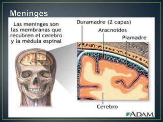 MeningesMembranas de tecido conjuntivo que recobrem o SNC;Função: sustentação e proteção;Três membranas: dura-máter, aracnóide, pia-máter;