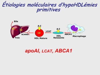 Étiologies moléculaires d’hypoHDLémies
               primitives

    Bile

                           A-I
   CL                                     A-I
               EC                                                EC
                                 LCAT      FC
                           CE                               CL
                SCARBI                              ABCA1
                                          HDL               Macrophage
        Foie             HDL Mature     Naissante




                    apoAI, LCAT, ABCA1
 
