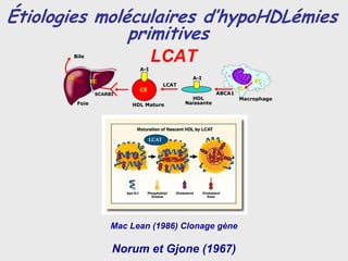Étiologies moléculaires d’hypoHDLémies
               primitives
        Bile
                                     LCAT
                               A-I
       CL                                      A-I
                   EC                                                 EC
                                      LCAT     FC
                               CE                                CL
                    SCARBI                               ABCA1
                                               HDL               Macrophage
            Foie             HDL Mature      Naissante




                         Mac Lean (1986) Clonage gène

                         Norum et Gjone (1967)
 