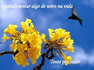 Quando tentar algo de novo na vida Tente pra valer 