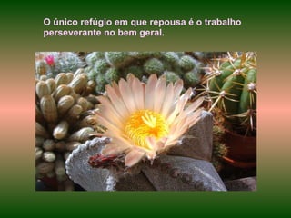 O único refúgio em que repousa é o trabalho perseverante no bem geral. 