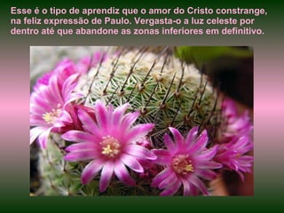 Esse é o tipo de aprendiz que o amor do Cristo constrange, na feliz expressão de Paulo. Vergasta-o a luz celeste por dentro até que abandone as zonas inferiores em definitivo. 
