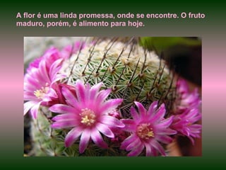 A flor é uma linda promessa, onde se encontre. O fruto maduro, porém, é alimento para hoje. 