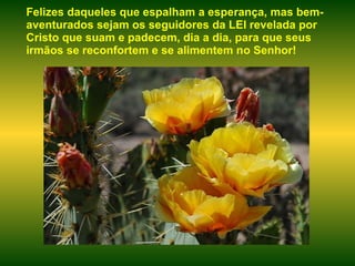 Felizes daqueles que espalham a esperança, mas bem-aventurados sejam os seguidores da LEI revelada por Cristo que suam e padecem, dia a dia, para que seus irmãos se reconfortem e se alimentem no Senhor! 