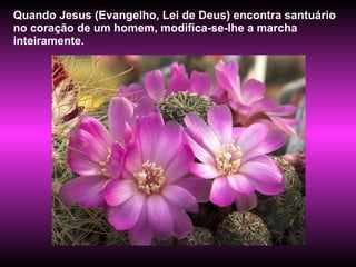 Quando Jesus (Evangelho, Lei de Deus) encontra santuário no coração de um homem, modifica-se-Ihe a marcha inteiramente. 