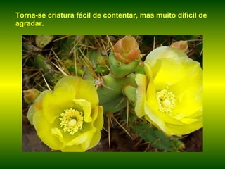 Torna-se criatura fácil de contentar, mas muito difícil de agradar. 