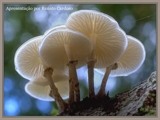 Apresentação por Renato Cardoso 