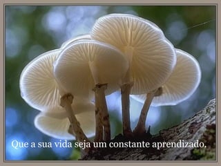 Que a sua vida seja um constante aprendizado. 