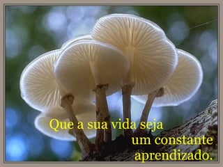 Que a sua vida seja  um constante aprendizado. 