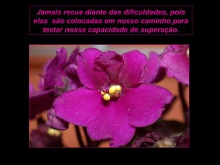 Jamais recue diante das dificuldades, pois
elas são colocadas em nosso caminho para
   testar nossa capacidade de superação.
 