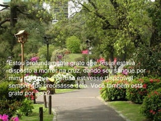 Estou profundamente grato que Jesus estava disposto a morrer na cruz, dando seu sangue por mim, para que o perdão estivesse disponível sempre que precisasse dele. Você também está grato por isso?