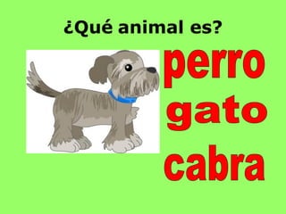 ¿Qué animal es?
 