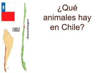 ¿Qué
animales hay
en Chile?
 