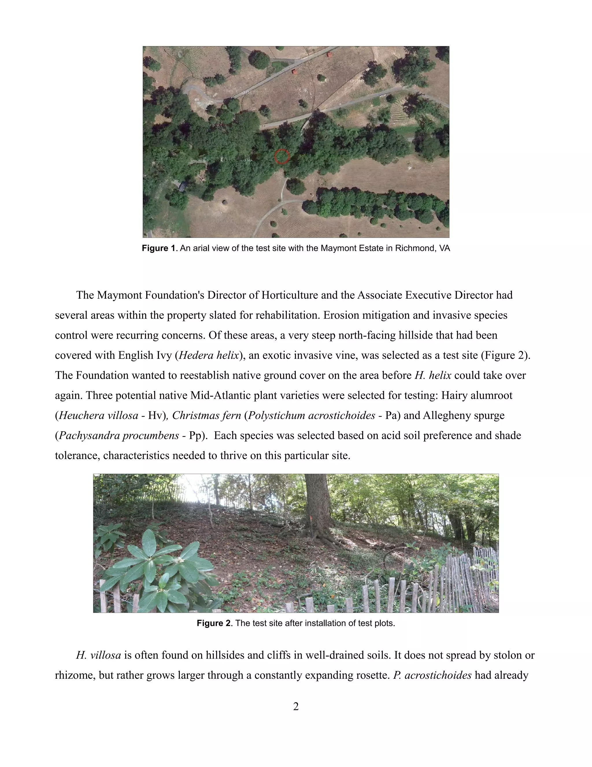 Figure 1. An arial view of the test site with the Maymont Estate in Richmond, VA




    The Maymont Foundation's Director of Horticulture and the Associate Executive Director had
several areas within the property slated for rehabilitation. Erosion mitigation and invasive species
control were recurring concerns. Of these areas, a very steep north-facing hillside that had been
covered with English Ivy (Hedera helix), an exotic invasive vine, was selected as a test site (Figure 2).
The Foundation wanted to reestablish native ground cover on the area before H. helix could take over
again. Three potential native Mid-Atlantic plant varieties were selected for testing: Hairy alumroot
(Heuchera villosa - Hv), Christmas fern (Polystichum acrostichoides - Pa) and Allegheny spurge
(Pachysandra procumbens - Pp). Each species was selected based on acid soil preference and shade
tolerance, characteristics needed to thrive on this particular site.




                                 Figure 2. The test site after installation of test plots.


    H. villosa is often found on hillsides and cliffs in well-drained soils. It does not spread by stolon or
rhizome, but rather grows larger through a constantly expanding rosette. P. acrostichoides had already

                                                            2
 