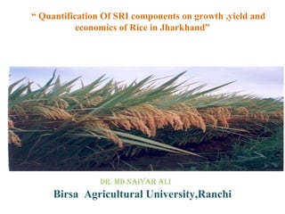 “ Quantification Of SRI components on growth ,yield and
economics of Rice in Jharkhand”
by
Dr. MD.Naiyar ali
Birsa Agricultural University,Ranchi
 