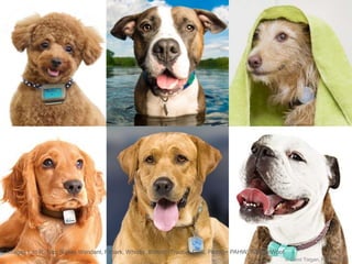 Images L to R, Top: Fujitsu Wandant, Fitbark, Whistle. Bottom: Tractive GPS, Pettag+ PAHW, WonderWoof.
© Carol Torgan, Ph....