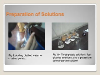 Potato Solution Quantifying the amount of glucose in a potato | PPTX